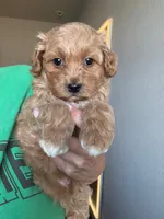Lucy , a female Miniature Aussiedoodle for sale in Horseshoe Bay, TX – 5 of 5