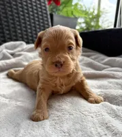 Ollie , a male Miniature Aussiedoodle for sale in Horseshoe Bay, TX – 5 of 7
