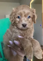Ollie, a male Miniature Aussiedoodle for sale in Horseshoe Bay, TX – 6 of 6