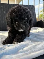 Wemby , a male Miniature Aussiedoodle for sale in Horseshoe Bay, TX – 4 of 7