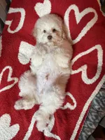 Champ, a male Cockapoo for sale in Horseshoe Bay, TX – Photo 8 of 8