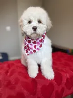 Champ, a male Cockapoo for sale in Horseshoe Bay, TX – Photo 1 of 8