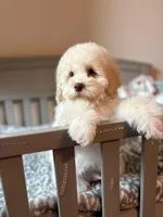 Champ, a male Cockapoo for sale in Horseshoe Bay, TX – Photo 7 of 8