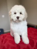 Champ, a male Cockapoo for sale in Horseshoe Bay, TX – Photo 3 of 8