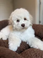 Champ, a male Cockapoo for sale in Horseshoe Bay, TX – Photo 4 of 8