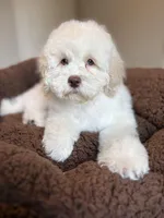 Champ, a male Cockapoo for sale in Horseshoe Bay, TX – Photo 5 of 8