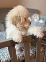 Champ, a male Cockapoo for sale in Horseshoe Bay, TX – Photo 6 of 8