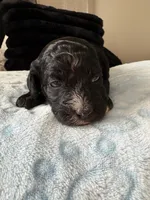 Wemby , a male Miniature Aussiedoodle for sale in Horseshoe Bay, TX – 5 of 7