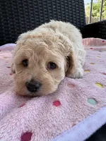 Gemma, a female Cockapoo for sale in Horseshoe Bay, TX – 6 of 6