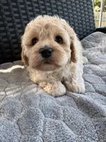 Gemma, a female Cockapoo for sale in Horseshoe Bay, TX – 2 of 6
