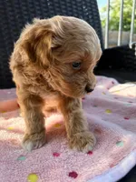 Lucy , a female Miniature Aussiedoodle for sale in Horseshoe Bay, TX – 2 of 5