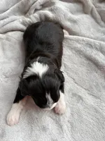 Lady, a female Miniature Aussiedoodle for sale in Horseshoe Bay, TX – 5 of 6