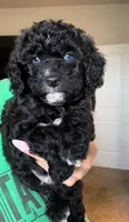 Wemby , a male Miniature Aussiedoodle for sale in Horseshoe Bay, TX – 5 of 7