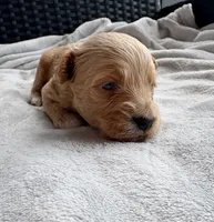 Lucy, a female Miniature Aussiedoodle for sale in Horseshoe Bay, TX – 4 of 7