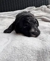 Wemby , a male Miniature Aussiedoodle for sale in Horseshoe Bay, TX – 4 of 7