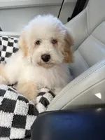 Charlie , a male Cockapoo for sale in Horseshoe Bay, TX – Photo 4 of 4