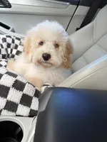 Charlie , a male Cockapoo for sale in Horseshoe Bay, TX – Photo 3 of 4