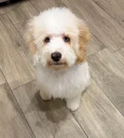 Charlie , a male Cockapoo for sale in Horseshoe Bay, TX – Photo 2 of 4