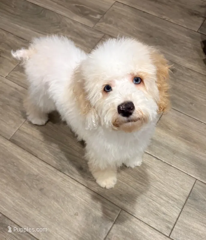 Charlie  – Cockapoo puppy for sale in Horseshoe Bay, TX