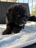 Wemby , a male Miniature Aussiedoodle for sale in Horseshoe Bay, TX – 3 of 7