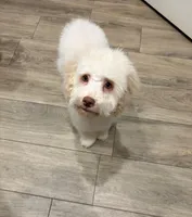 Champ , a male Cockapoo for sale in Horseshoe Bay, TX – Photo 3 of 4