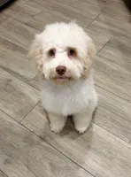 Champ , a male Cockapoo for sale in Horseshoe Bay, TX – Photo 2 of 4