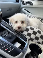 Champ , a male Cockapoo for sale in Horseshoe Bay, TX – Photo 1 of 4