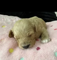 Lucy, a female Miniature Aussiedoodle for sale in Horseshoe Bay, TX – 5 of 7