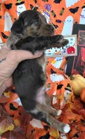 Keebler, a male Doxiepoo for sale in Bay Springs, MS – 4 of 10