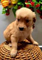 No collar, a female Golden Retriever for sale in Red Boiling Springs, TN – 3 of 3