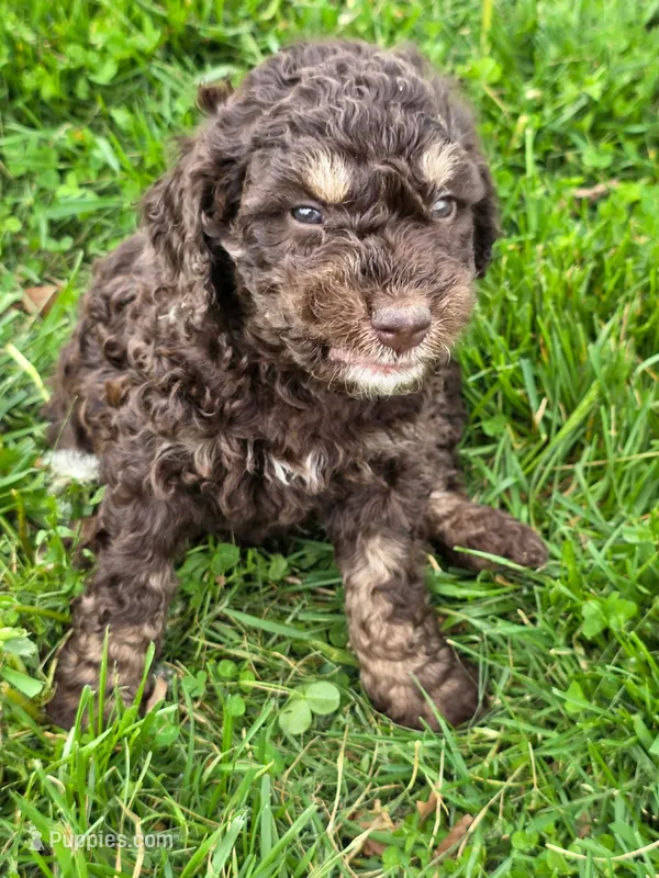 PB – Goldendoodle puppy for sale in Red Boiling Springs, TN