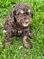PB, a male Goldendoodle for sale in Red Boiling Springs, TN – Photo 1 of 3