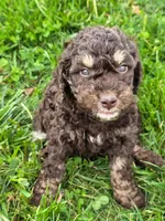 PB, a male Goldendoodle for sale in Red Boiling Springs, TN – Photo 3 of 3