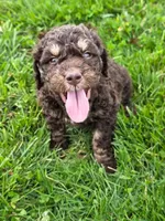 PB, a male Goldendoodle for sale in Red Boiling Springs, TN – Photo 2 of 3