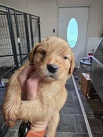 Red collar, a male Golden Retriever for sale in Red Boiling Springs, TN – 2 of 4