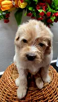 Sam, a male Miniature Goldendoodle for sale in Red Boiling Springs, TN – 4 of 4