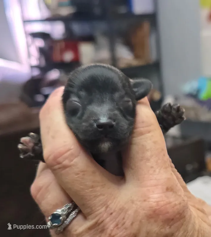 Biscotti  – Doxiepoo puppy for sale in Bay Springs, MS