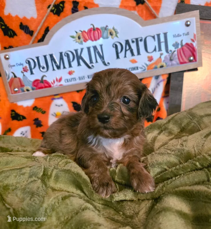 Honey – Doxiepoo puppy for sale in Bay Springs, MS