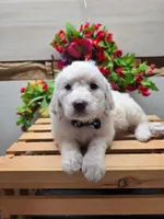 Freddy, a male Goldendoodle for sale in Red Boiling Springs, TN – Photo 3 of 3