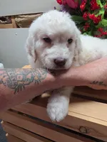 Freddy, a male Goldendoodle for sale in Red Boiling Springs, TN – Photo 2 of 3