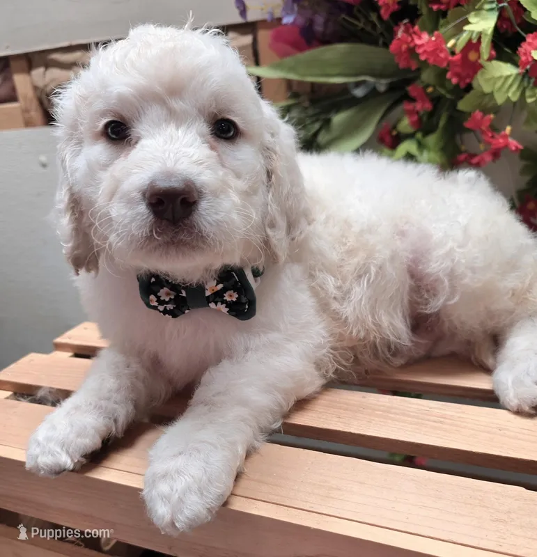 Freddy – Goldendoodle puppy for sale in Red Boiling Springs, TN