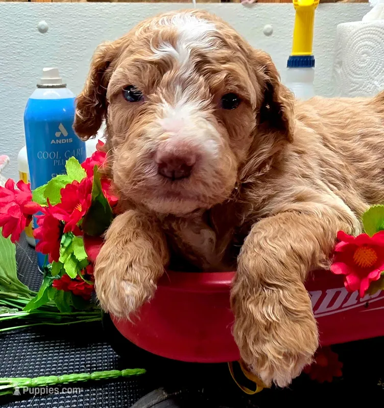 Gus – Goldendoodle puppy for sale in Red Boiling Springs, TN