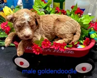 Gus, a male Goldendoodle for sale in Red Boiling Springs, TN – Photo 2 of 2