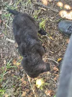 Zena, a female Golden Mountain Dog for sale in Bay Springs, MS – 7 of 7