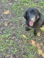 Zena, a female Golden Mountain Dog for sale in Bay Springs, MS – 2 of 7