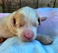 Spunky, a male Miniature Goldendoodle for sale in Red Boiling Springs, TN – 3 of 3
