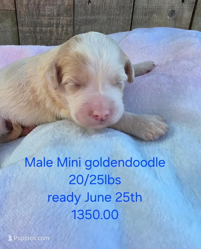 Spunky – Miniature Goldendoodle puppy for sale in Red Boiling Springs, TN