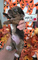 Keebler, a male Doxiepoo for sale in Bay Springs, MS – 5 of 10
