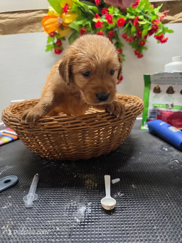 Red collar – Golden Retriever puppy for sale in Red Boiling Springs, TN