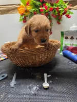 Red collar, a male Golden Retriever for sale in Red Boiling Springs, TN – 1 of 4